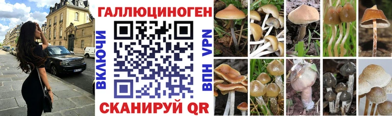 Купить где  Топки  Псилоцибиновые грибы мицелий 